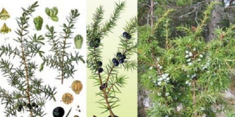 Obična smreka: fotografija i opis